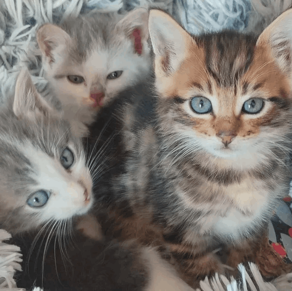 Comment adopter un chat ou chaton ?